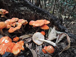 Oranjerode hertenzwam