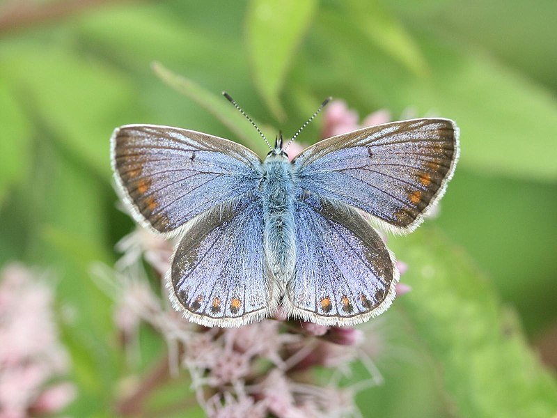 File:Polyommatus icarus oberseite.jpeg