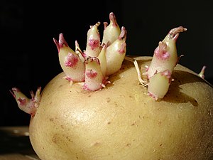 Pomme de terre germée