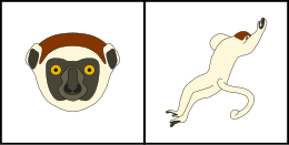 Schéma montrant la coloration typique du pelage de la tête (gauche) et du corps (droite) d'un Sifaka de Verreaux.