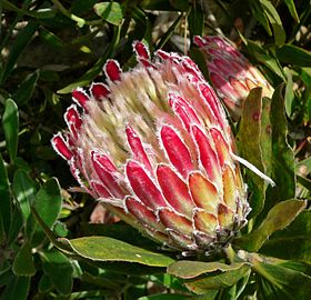 Protea obtusifolia, her i sorten 'Holiday Red'.