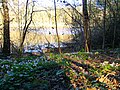 Teufelssee (Westseite) die ersten Frühlingsblumen (Blick nach Nord-Osten)