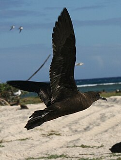 burzyk brunatny (Puffinus nativitatis) z 
rzędu Procellariiformes