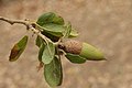 Quercus agrifolia leaves and acorn.jpg