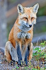 160px-Red_fox dans RENARD