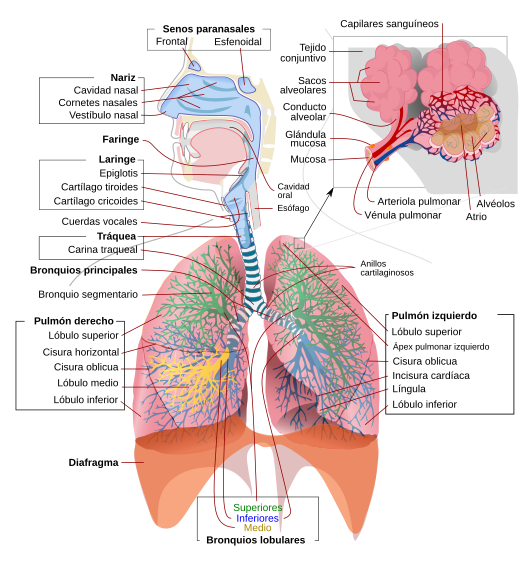 Archivo:Respiratory system complete es.svg