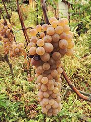Rkaciteli szőlő Gurdzsaaniban, Grúzia