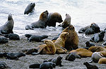 South American sea lion