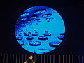 Анимация Яна Эймса[англ.] на круглом экране на концерте Роджера Уотерса в Ставангере (26 июня 2006)