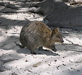 Quokka