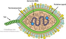 Salterprovirus virion.jpg