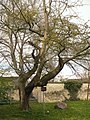 Ginkgobaum von 1758
