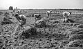 Harvesting rice in Alginet, Land of Valencia, 1953.