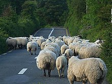 Photographie de mouton gênant le trafic routier