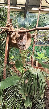 A sloth in basket