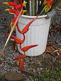 Starr-090617-1016-plant-Heliconia sp-possibly colgantea or nutans with rostrata flowers-Haiku (9211500945).jpg