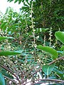 Inflorescences de Carapa guianensis