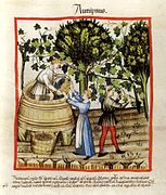 «Tacuin Rosebis» (Tacuinum Sanitatis o 'libro de remedios sanadores' de Viena), manuscrito anónimo del siglo XVI.