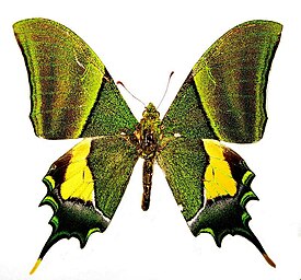 (Teinopalpus imperialis), самец