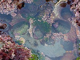 Seaweed and two chitons in a tide pool Tidepools Small.jpg