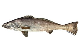 Totoaba macdonaldi