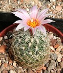 Turbinicarpus saueri ssp. knuthianus