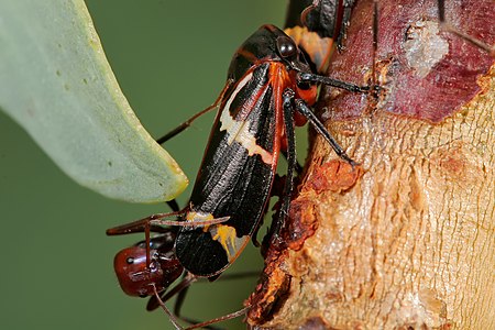 Leafhopper, by Fir0002