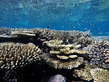 Corals are animals. They can appear like plants because they are sessile and take root on the ocean floor. But unlike plants, corals do not make their own food. Uderwater Paradise.jpg