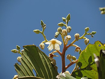 Sabsabong Vateria indica