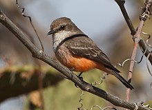 Drab bird with slight reddish underparts in tree
