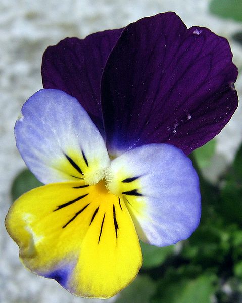 Ficheiro:Viola tricolor 2006.jpg