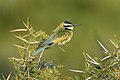 White-throated bee-eater