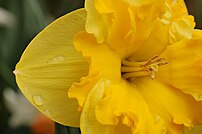 Picture of a {{MultiLink|Daffodil}} ({{BioLink...