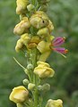 Zwarte toorts (Verbascum nigrum)