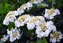 Калина звичайна (Viburnum opulus). Квіти