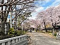 山門の桜