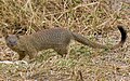 common slender mongoose