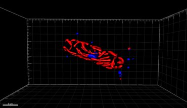 Файл: 3D-анимация диатомовой водоросли Corethron sp.ogv