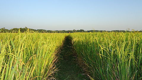 Paddy field