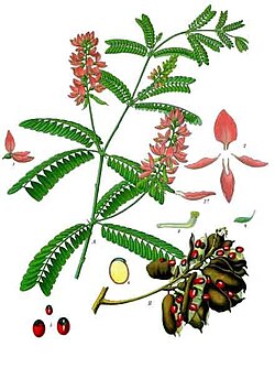 《科勒藥用植物》(1897), Abrus precatorius