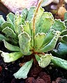 Adromischus cristatus