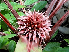 Aechmea tayoensis