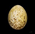 Яйцо клинохвостого орла