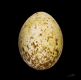 ביצה של עיט מחודד-זנב