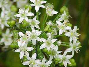 Blommor i flock