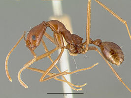 Aphaenogaster mexicana