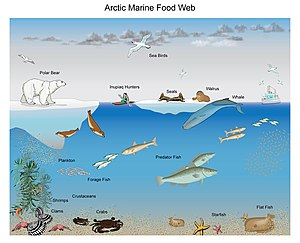 Arctic marine food web.jpg