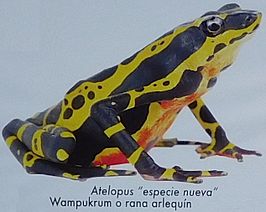 Atelopus "wampukrum"