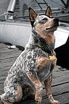 Australian Cattle Dog sitting.jpg