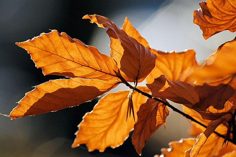 File:Autumn leaves sceenario.jpg